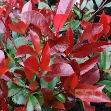 Semillas photinia red usato  Spedire a Italy