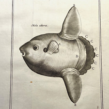 1700s sunfish print for sale  Sturgis