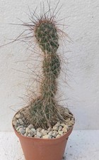 Opuntia hystricina v.ursina usato  Lecce