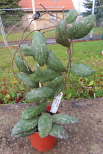 Hoya sigillatis round gebraucht kaufen  Rudolstadt