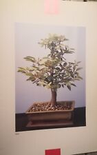 Bonsai melo crassula usato  Roma