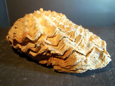 Fossile. huitre ostrea d'occasion  Gap