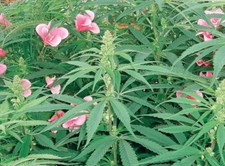 2009 high times for sale  USA