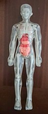 Modellino anatomico esplorando usato  Soliera
