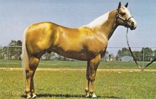 1976 tough asa d'occasion  Expédié en Belgium