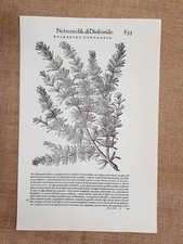 Rosmarino coronario salvatico usato  Villarosa
