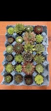 Sempervivum plants 10 for sale  HAVANT