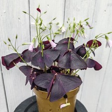 Oxalis triangularis multiple for sale  BRISTOL