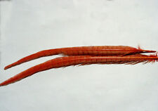 Plume rouge queue d'occasion  Clermont-Ferrand-