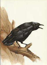 Lansdowne common crow for sale  Medina