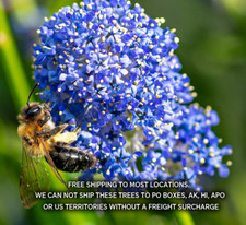 Ceanothus gloriosus point for sale  Albany