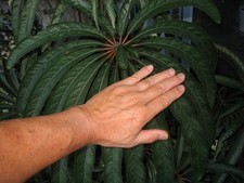 Begonia luxurians tropical for sale  San Francisco