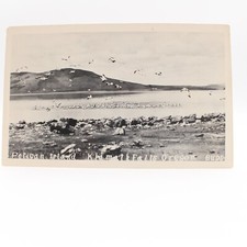 Rppc pelican island for sale  Owatonna