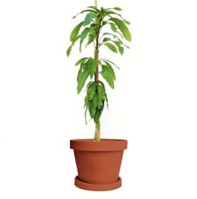 pot indoor outdoor for sale  Vero Beach