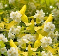 Philadelphus coronarius aureus for sale  KING'S LYNN