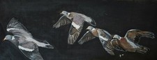 Caccia colombacci volo usato  Camaiore