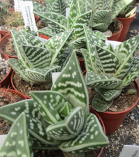 Aloe variegata partridge for sale  BRISTOL