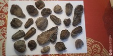 Trilobites massif armoricain d'occasion  Guichen
