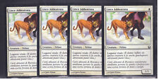 Magic lince addestrata usato  Italia