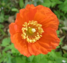 Orange welsh poppy for sale Orange welsh poppy for sale  NORWICH