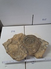 Ammonit groß fossilien gebraucht kaufen  Berg b.Neumarkt i.d.OPf.