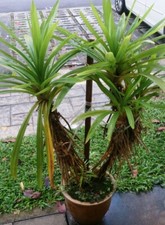 Pandan pandanus amaryllifolius for sale  Lakeland