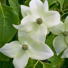 Chinese dogwood cornus for sale  GREENOCK