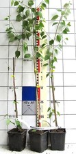 Betula utilis jaquemontii gebraucht kaufen  Bad Bergzabern