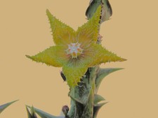 Orbea dummeri na sprzedaż  Wysyłka do Poland