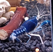Live crayfish. true for sale  Julian