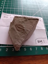 British fossil trilobite for sale  WHITCHURCH