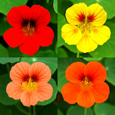 Nasturtium mix seeds for sale  Greenville