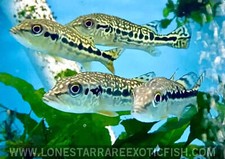Snakeskin peacock bass for sale  Livingston