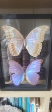 Papillons entomologie morpho d'occasion  Couëron
