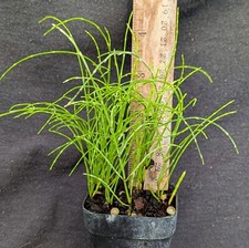 Equisetum diffusum great for sale  Reddick