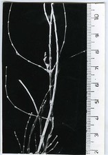 Photo scientific photograph d'occasion  Expédié en Belgium