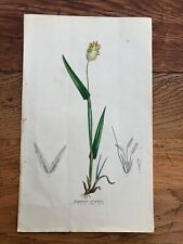 Stampa 1858 lagurus usato  Spedire a Italy