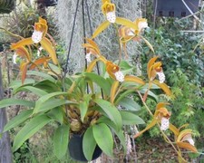 Orchid Orchidee Orquídea Cymbidium tigrinum x self   (2 L) RARE na sprzedaż  PL