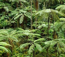 Cyathea cooperi 100cm d'occasion  Expédié en France