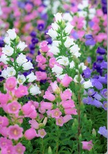 200 mixed seeds for sale  LINCOLN