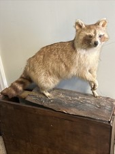 Cinnamon raccoon full for sale  Wilmington