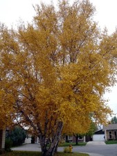Paper birch tree for sale  CHORLEY