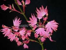 Rare japanese maple for sale  Stanwood