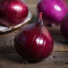 Onion seeds huge for sale  SALISBURY