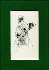 Bull terrier puppy for sale  SPALDING