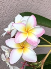 Beautiful plumeria rooted for sale  Bonita Springs