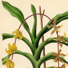 Vanda lowii orchid d'occasion  Expédié en Belgium