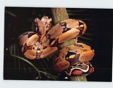 Postcard red tailed for sale  Stevens Point