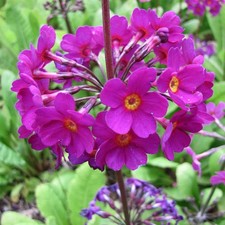 Primula beesiana candelabra for sale  LAUNCESTON