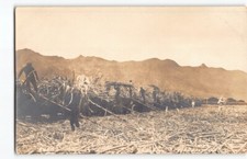 Working sugar cane for sale  Kirkland